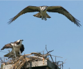2026 Birdathon: George Pond’s Report